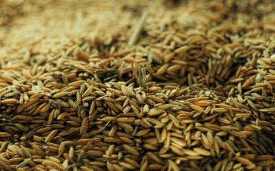 Authentic by Nature: The Beauty Behind ACRE™’s Natural Variations