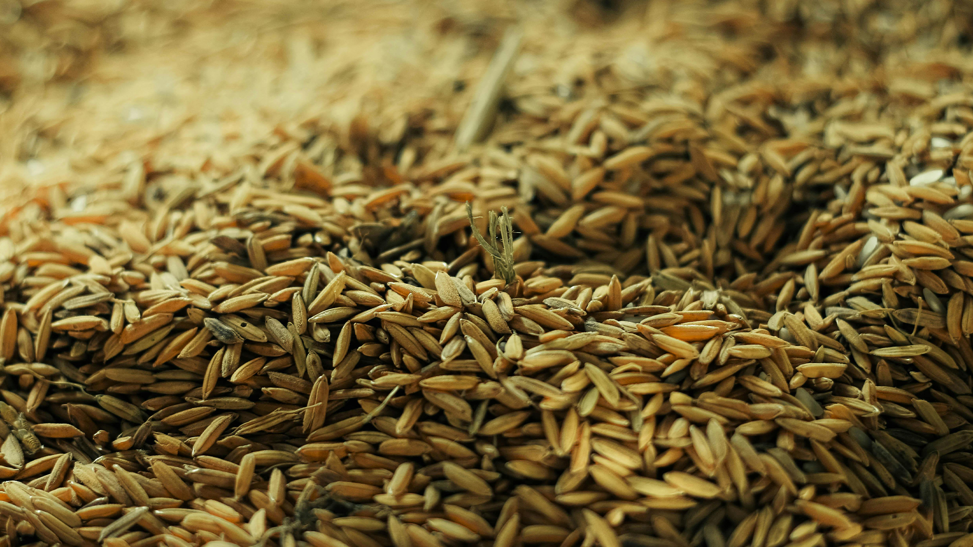 rice husks
